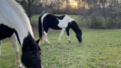 Previous use was for horses