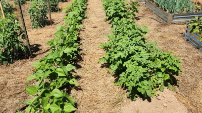 Vegetable garden
