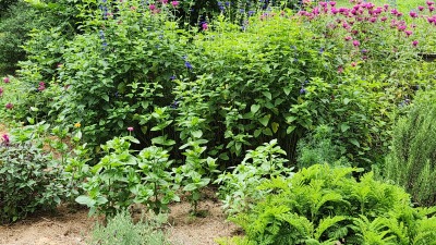 Flower/herb bed