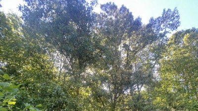 Mature trees