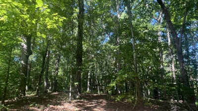 Mature trees/woods