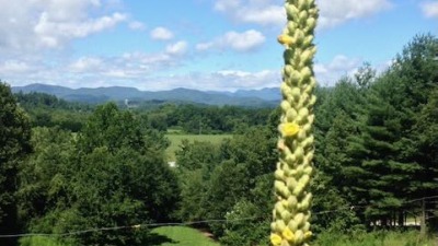 south slope - vinyard