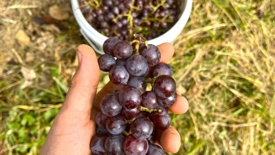 Catawba grapes at harvest