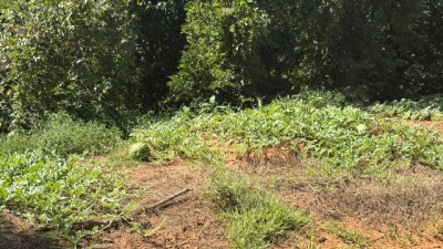 watermelons planted and growing on the pond side hill