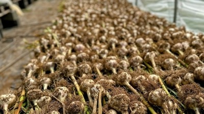 garlic harvest