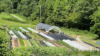 main garden