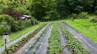 root garden