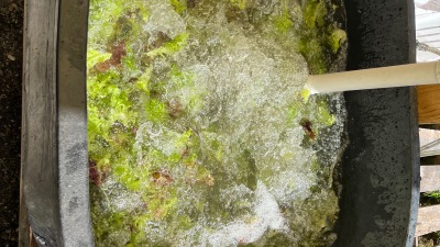 bubbler