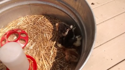 Chickens are Welcome!