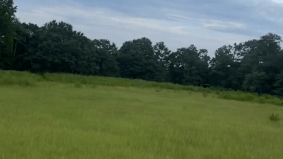 Open grassland originally used for cows to graze. Currently not being used.