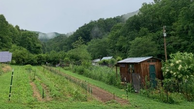 root crop rows