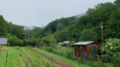 root crop rows