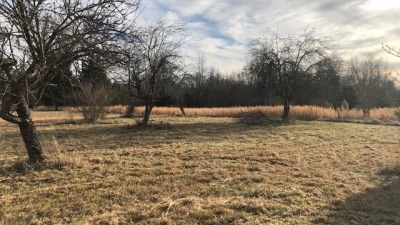 Old orchard1
