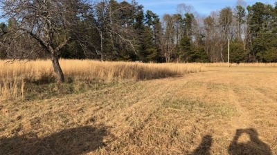 Old orchard2