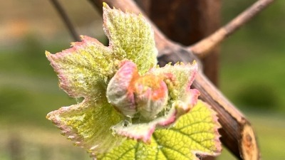 New growth on vine