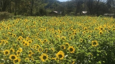 Sunflower cover crop