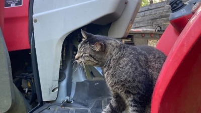 Reggie Jr. &  MF Tractor