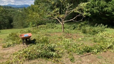 peach tree up top - small orchard expansion ready 
