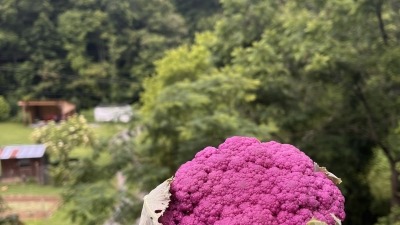 delicious 