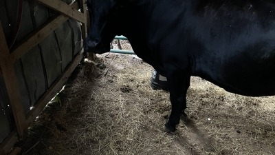 Inside cattle barn, available at an additional cost