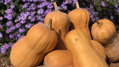 Georgia asters with butternut squash