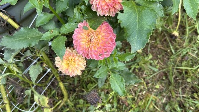 Dahlia