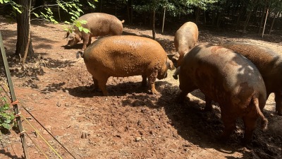 Resident pet pigs