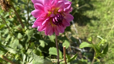 Dahlia2