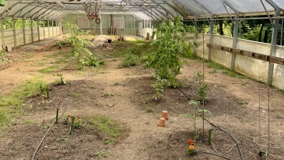 Inside of greenhouse. Showing crops beginning to sprout. 