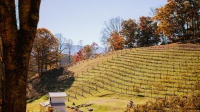 Vineyard with mtn view