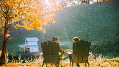 View of vineyard in summer from the home on the property