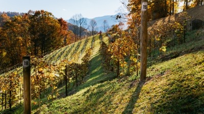 Vineyard with mtn views