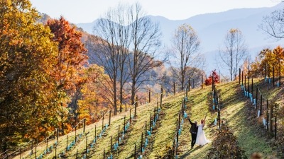 Vineyard with mtn views