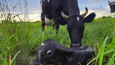mama cow licking her calf