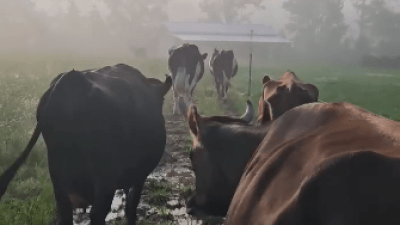 cows walking through the mist