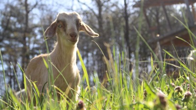 Our open pasture and how we used it.