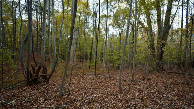 Woods