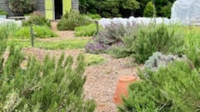 herby pathway to garden shed