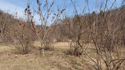 silvopasture guild w Dunstan Chesnut as anchor tree