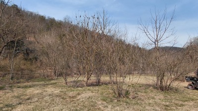 silvopasture guild w mulberry as anchor tree surrounded by indigobush (nitrogen fixer) and elderberry