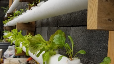 hydroponics, flood and drain type