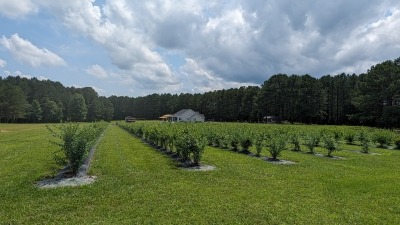 650 blueberry bushes