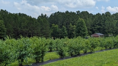 view blueberry bushes