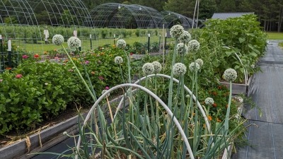 24 raised garden beds