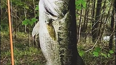 Fish caught