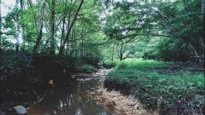 Creek behind the largest pond