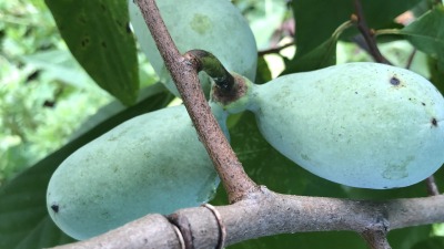 paw paws on the farm
