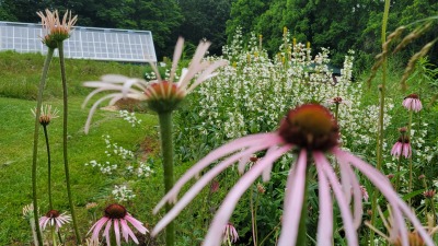 Echinacea, Penstemon with greenhouse in background