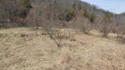 permaculture silvopasture designed to feed free range chickens