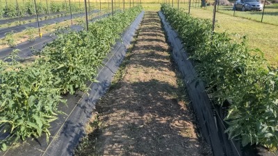 Current field showing management practice